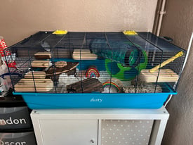 Hamster and cage for rehoming