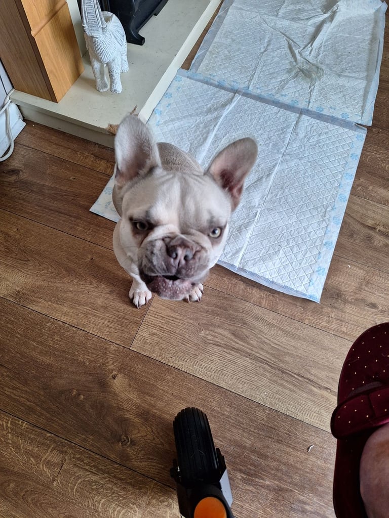 image for Female french bulldog 