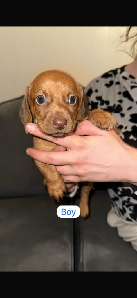 5 beautiful Dachshunds for sale 