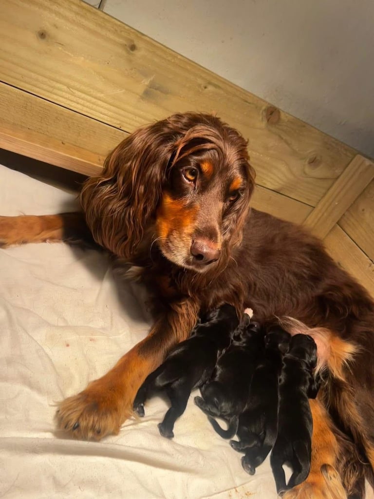 Cocker spaniel puppies 