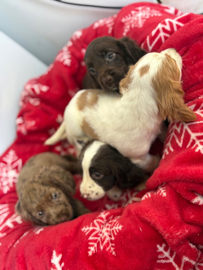 Beautiful Cocker Spaniel Puppys 😍