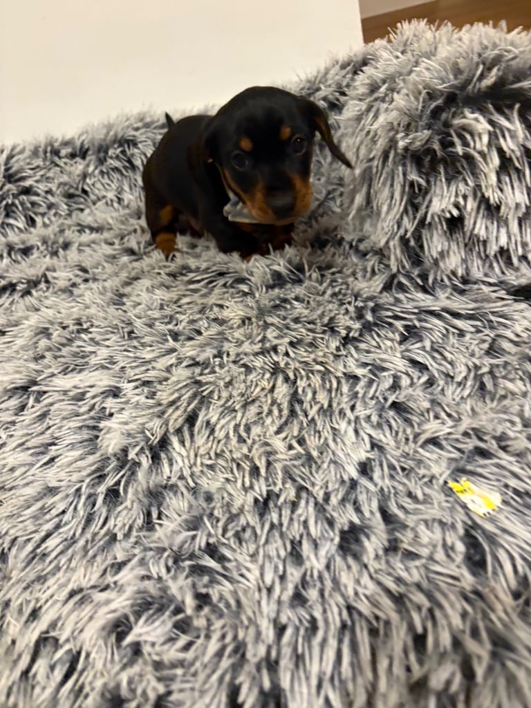 Male miniature dachshund 