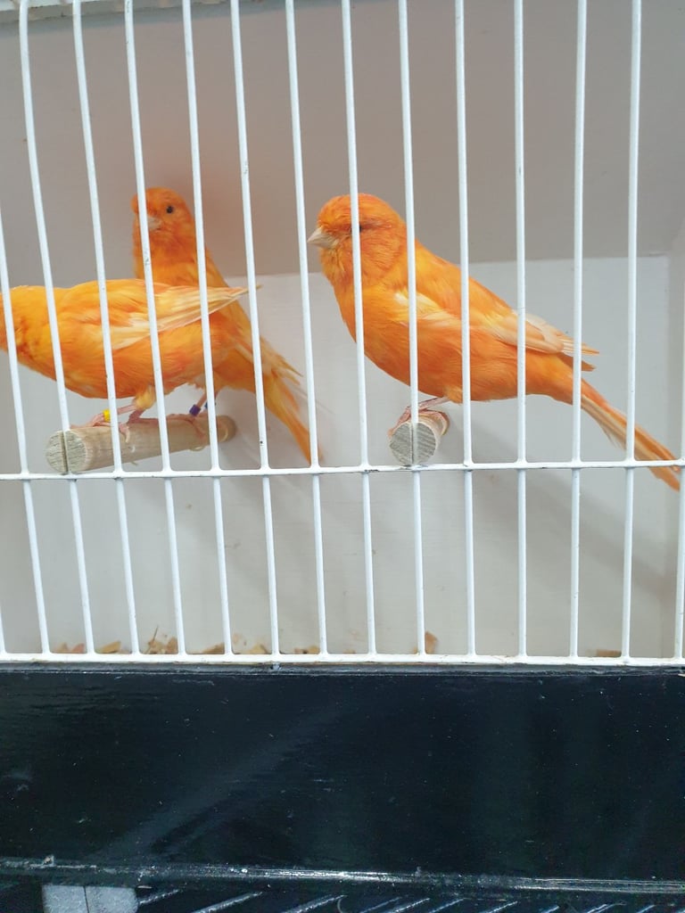 Canaries for sale