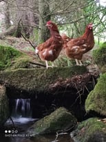 Laying hens for rehoming