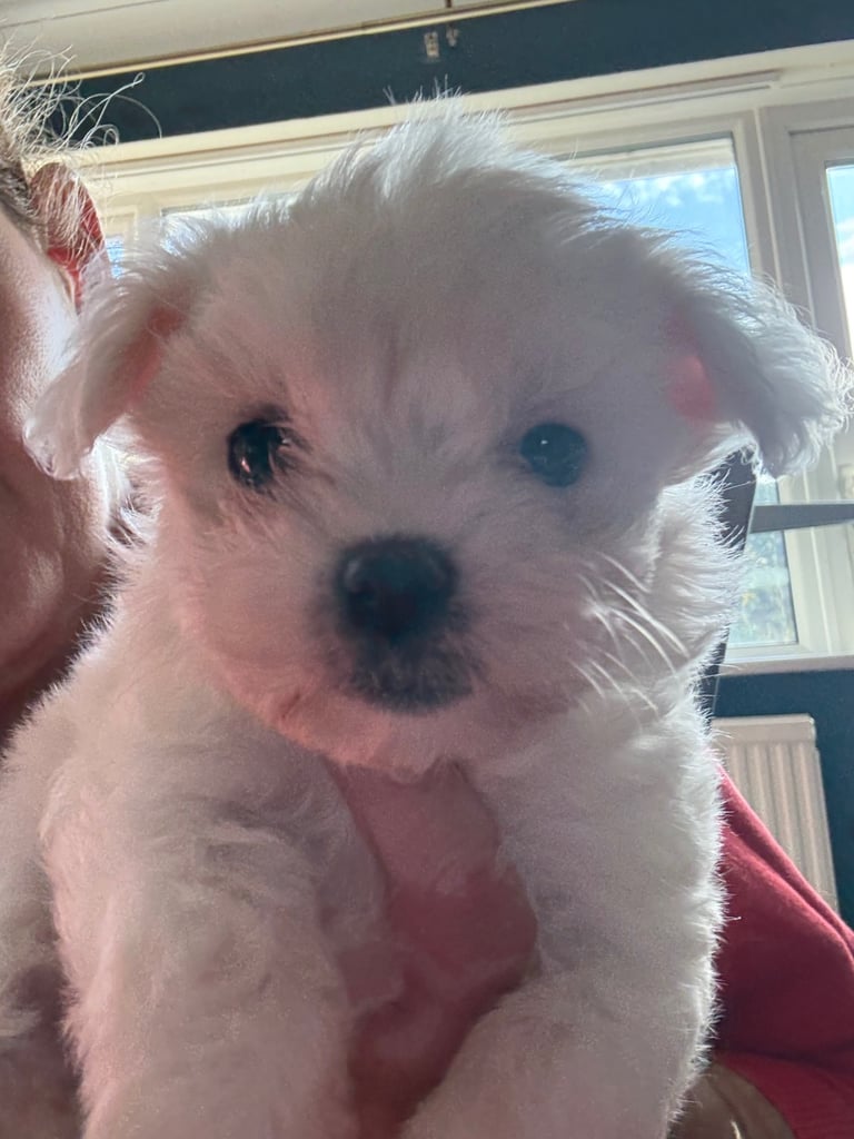 Cotton De Tulear puppies x3 looking for their forever homes