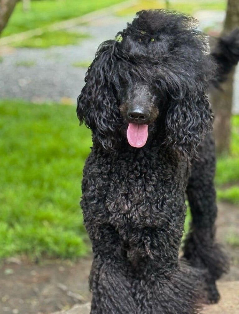 Two Exceptional Black Female Poodle Puppies — Family-Raised — 5★ Homes Only