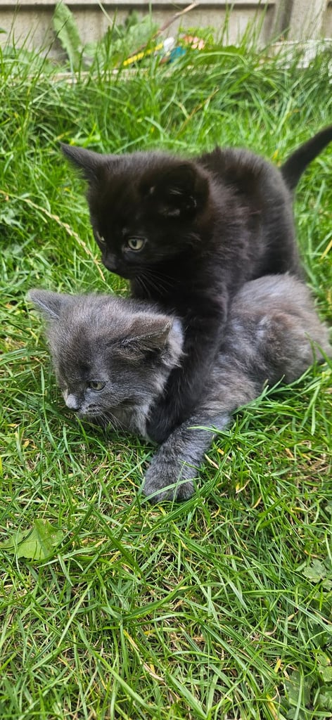 Grey and black kittens for sale