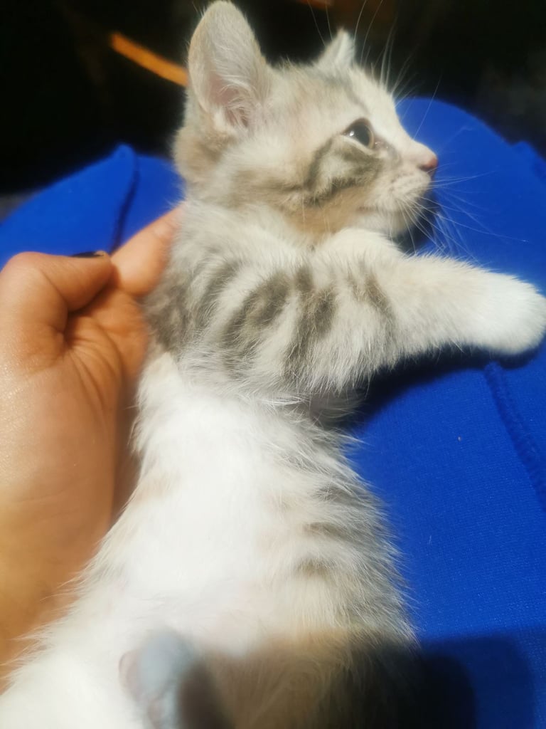 Beautiful British short haired kittens for sale 