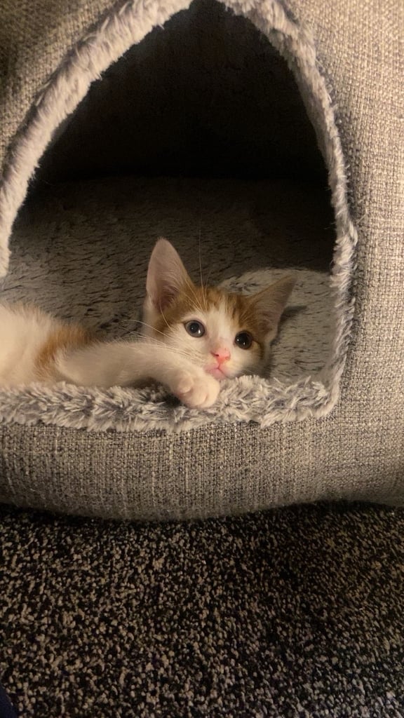 Cute ginger kitten for sale ready for a new home 🏡