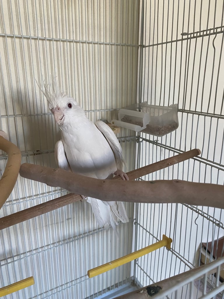 image for Cockatiel 
