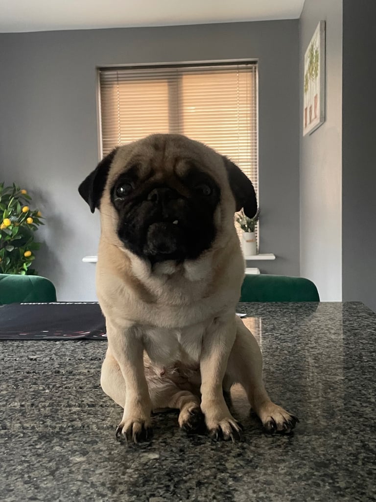 Selling my pug