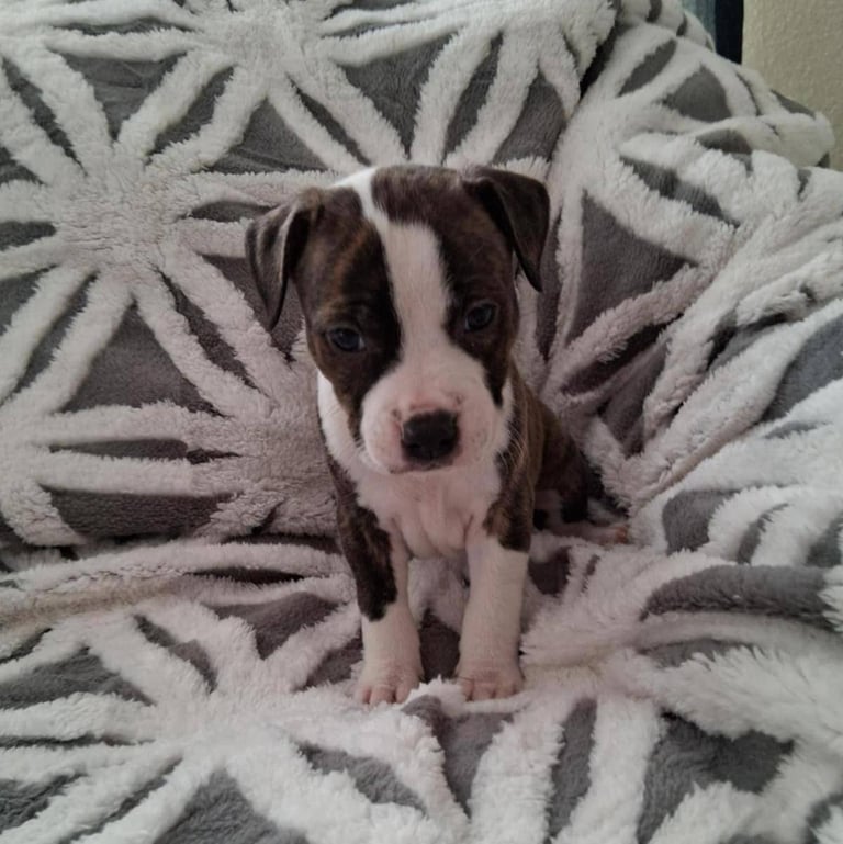 Staffordshire Puppies 