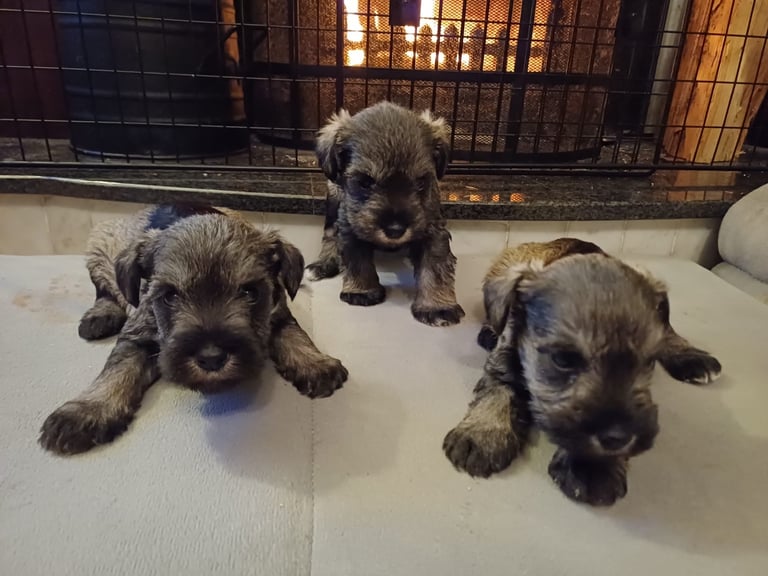 Miniature schnauzers salt&pepper