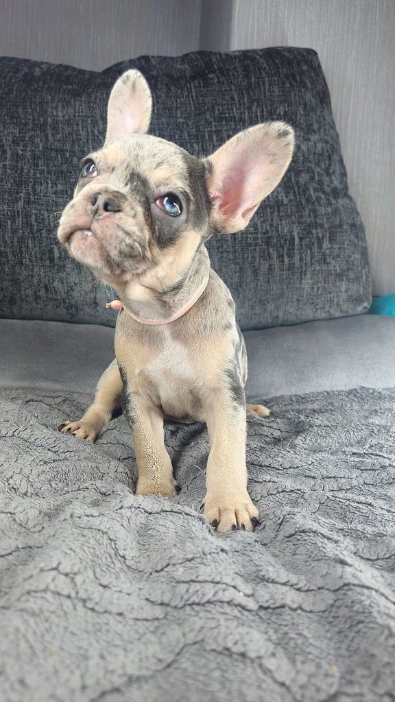 KC unique french bulldog puppies
