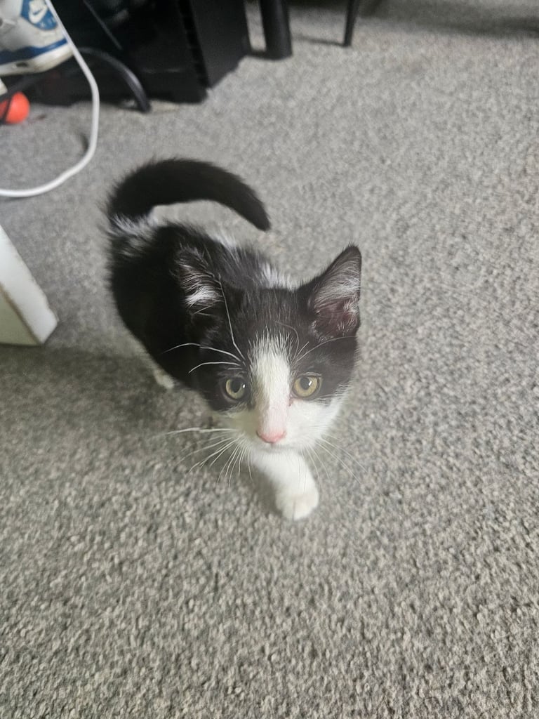 Kittens for sale