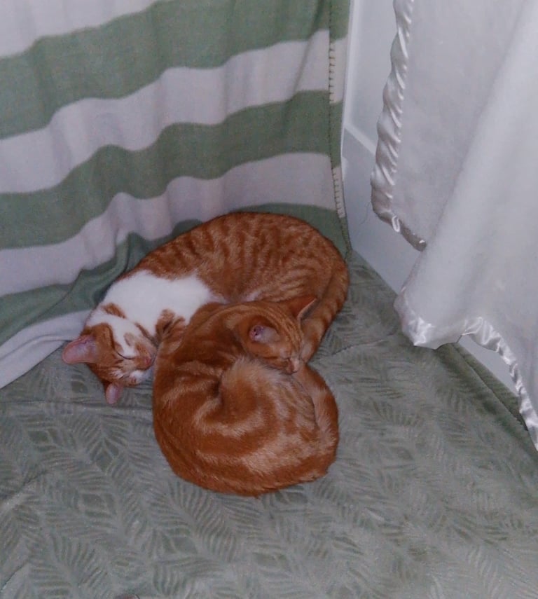 2 male cats for sale 