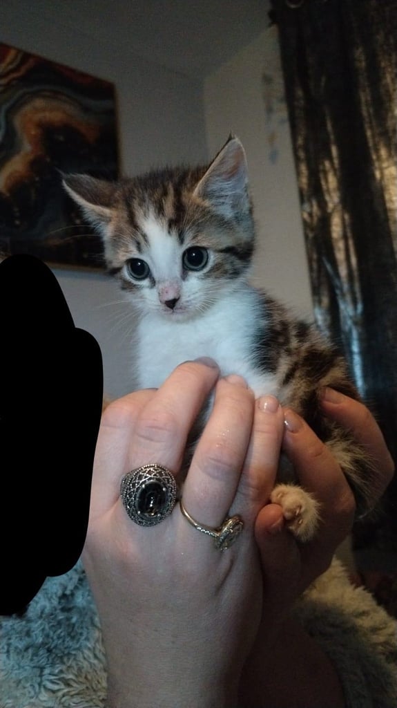 Kittens 