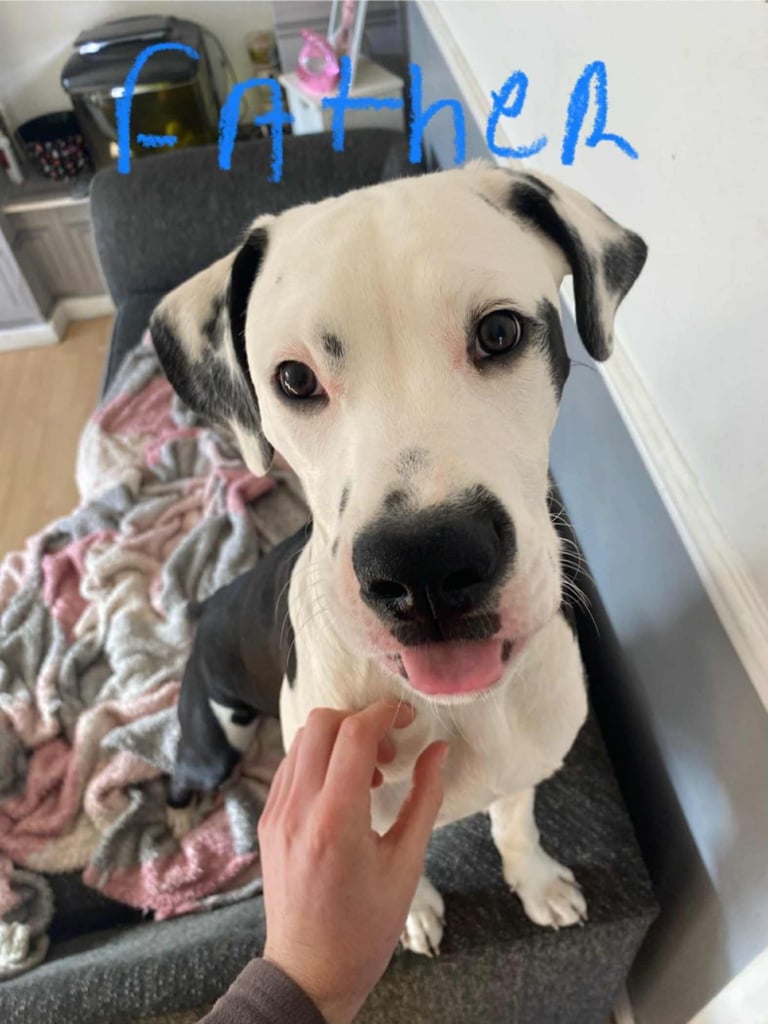 Dog Breeds Month Old Dalmatian Puppy Dalmatian Dogs Puppies For