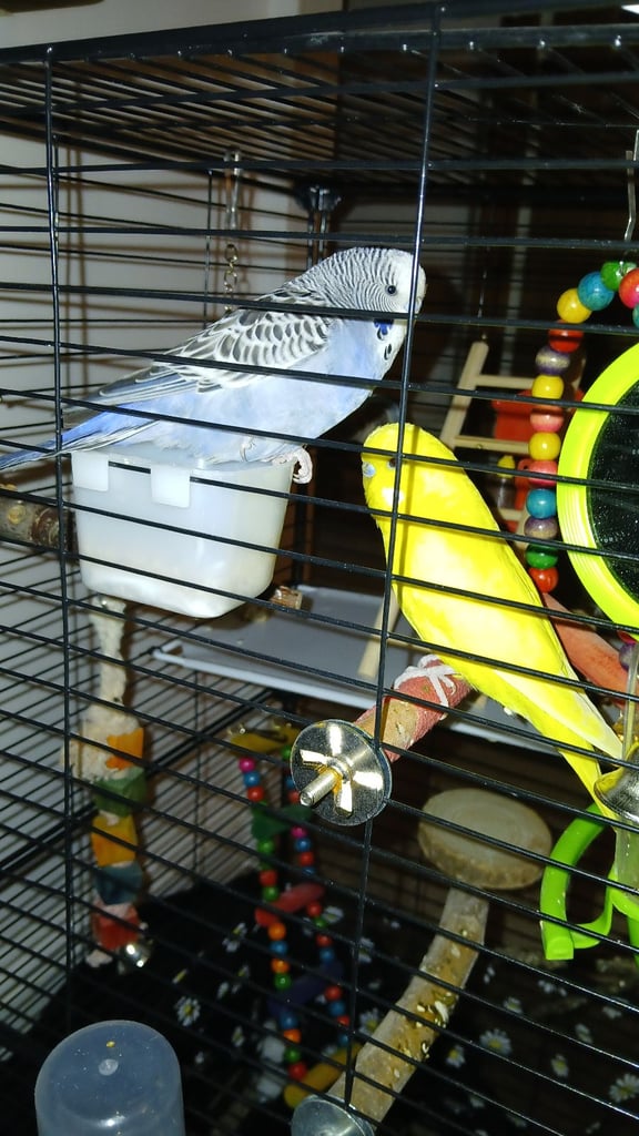 Male Pair of Budgies