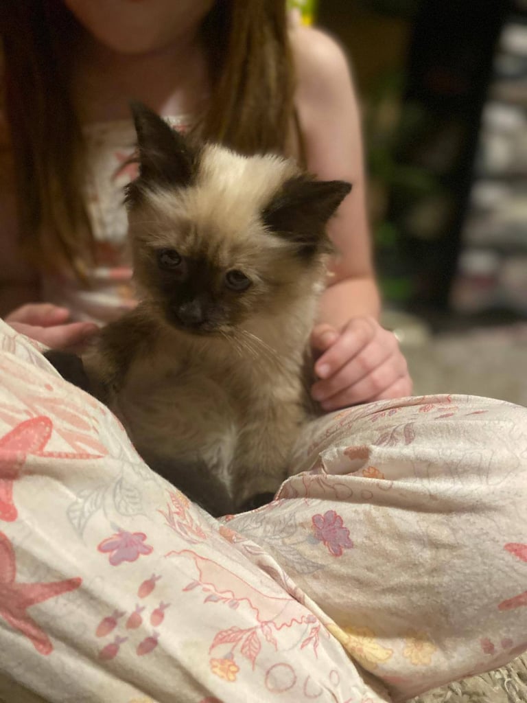 image for Ragdoll cross siamese 