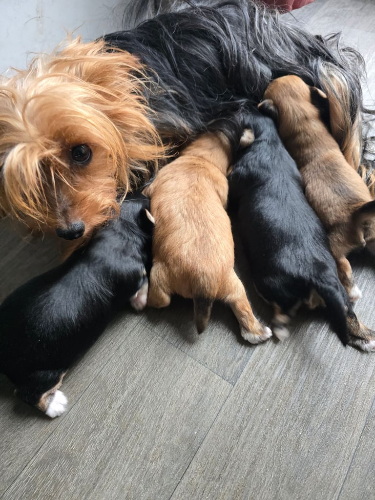 Morkie Puppies for sale