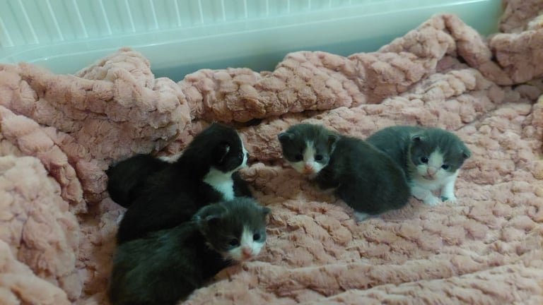 Beautiful Maine Coon x kittens