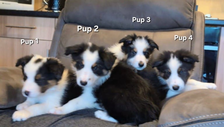 Ready Now. Border Collie Boy Puppies