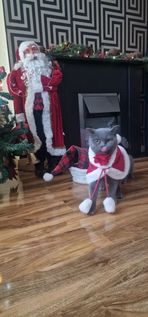  British Shorthair kittens ready to go