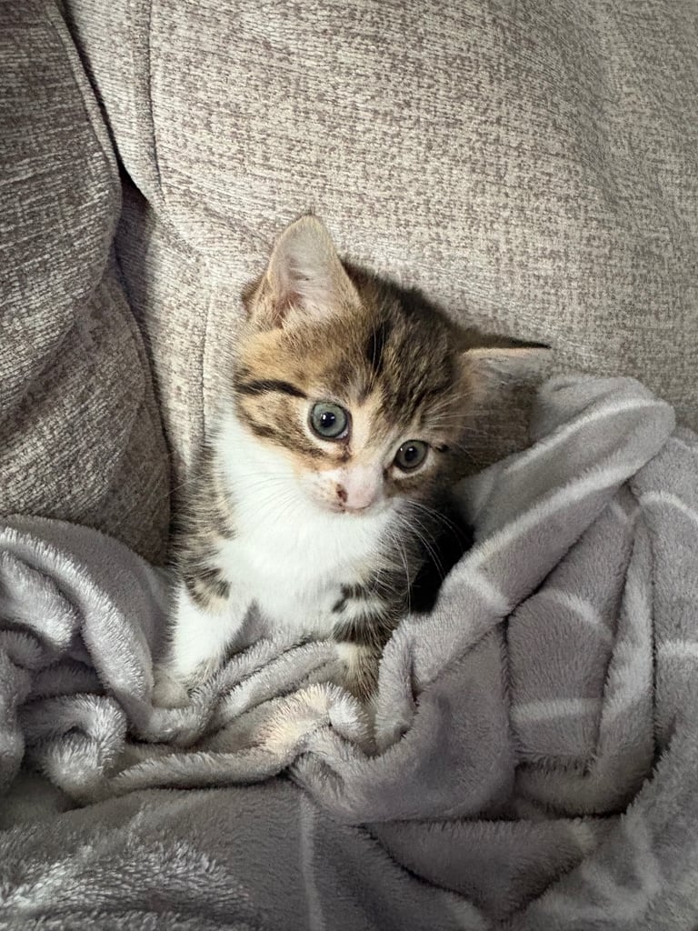 Kittens for sale 