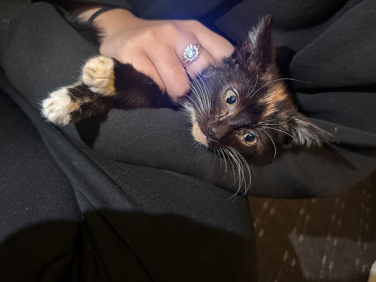 Tricoloured kitten 