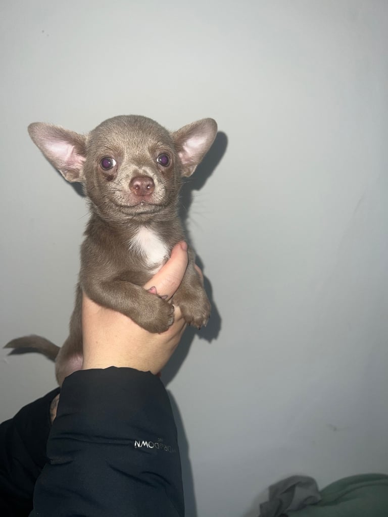Chihuahua pup 