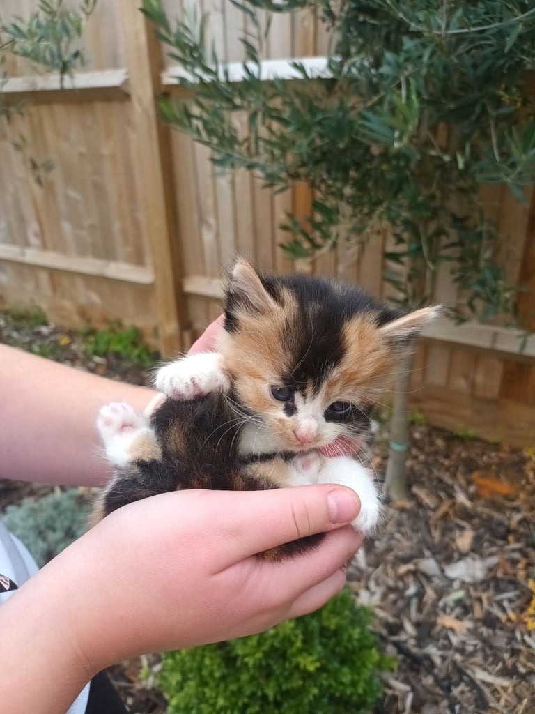 6 Kittens and Mother For Sale