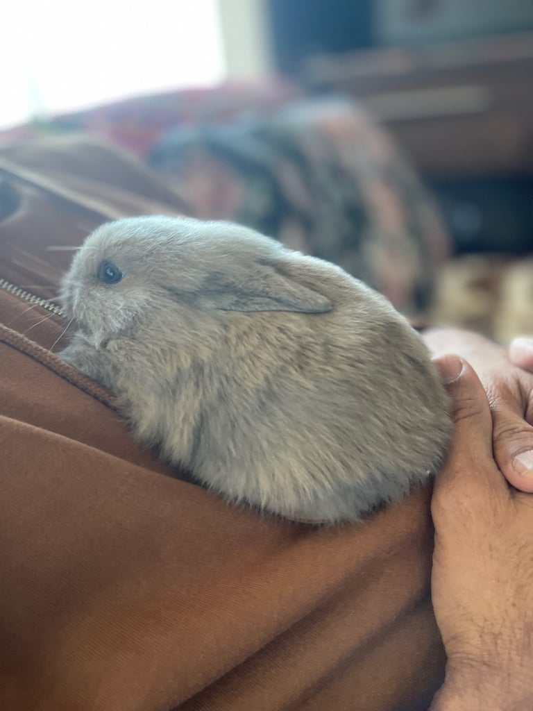 Selling Beautiful Blue eyed baby bunnies in pairs! Manchester based