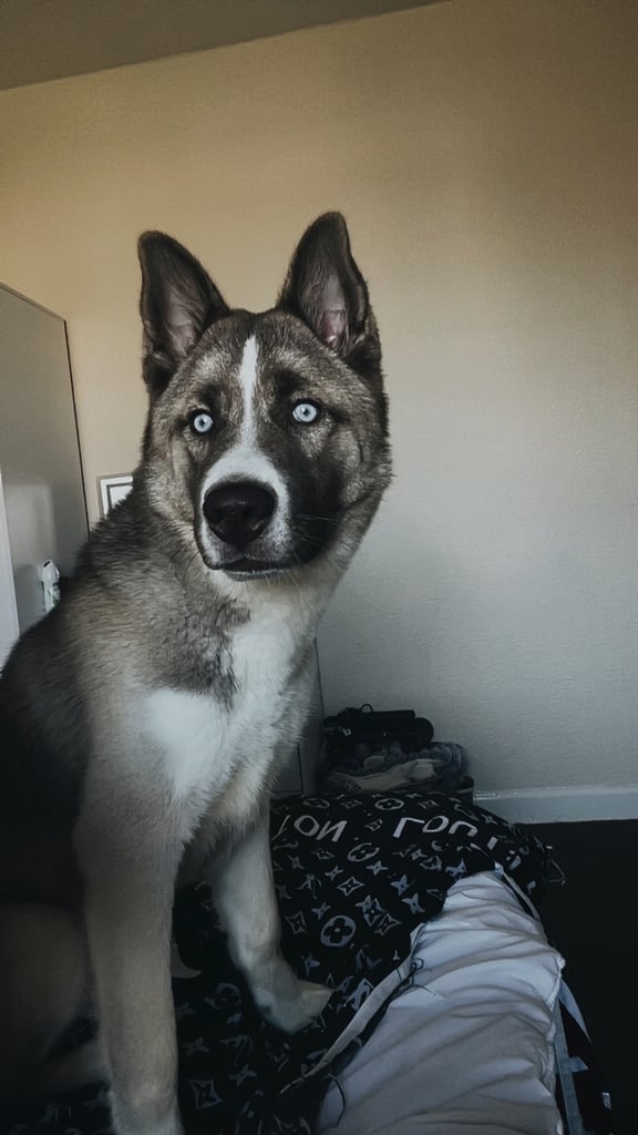 Husky x Akita huskita 