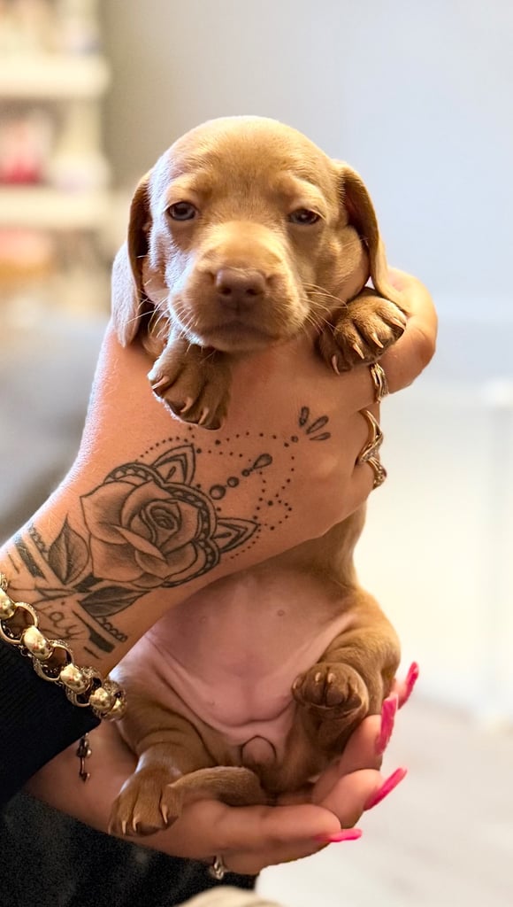 KC Miniature Daschund 1 Girl Available 