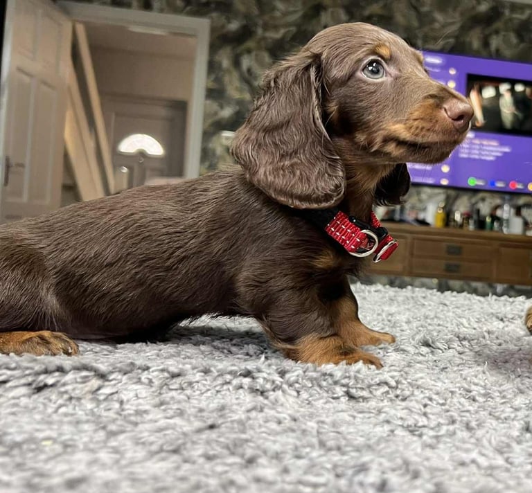 Last miniature longhaired dachshund boy
