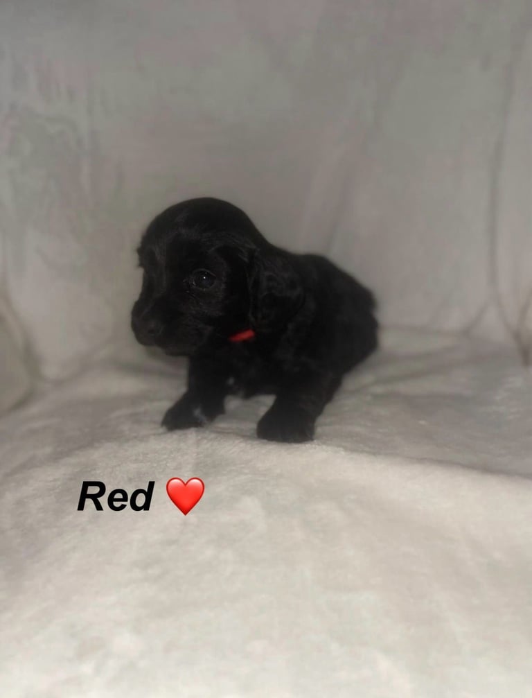 READY TO LEAVE Cockapoo Puppies Looking For Their Forever Homes💕
