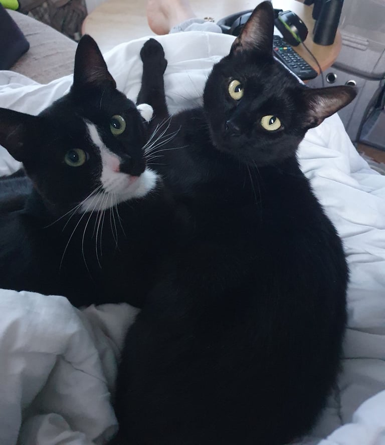 2 Beautiful Male Cats for Sale