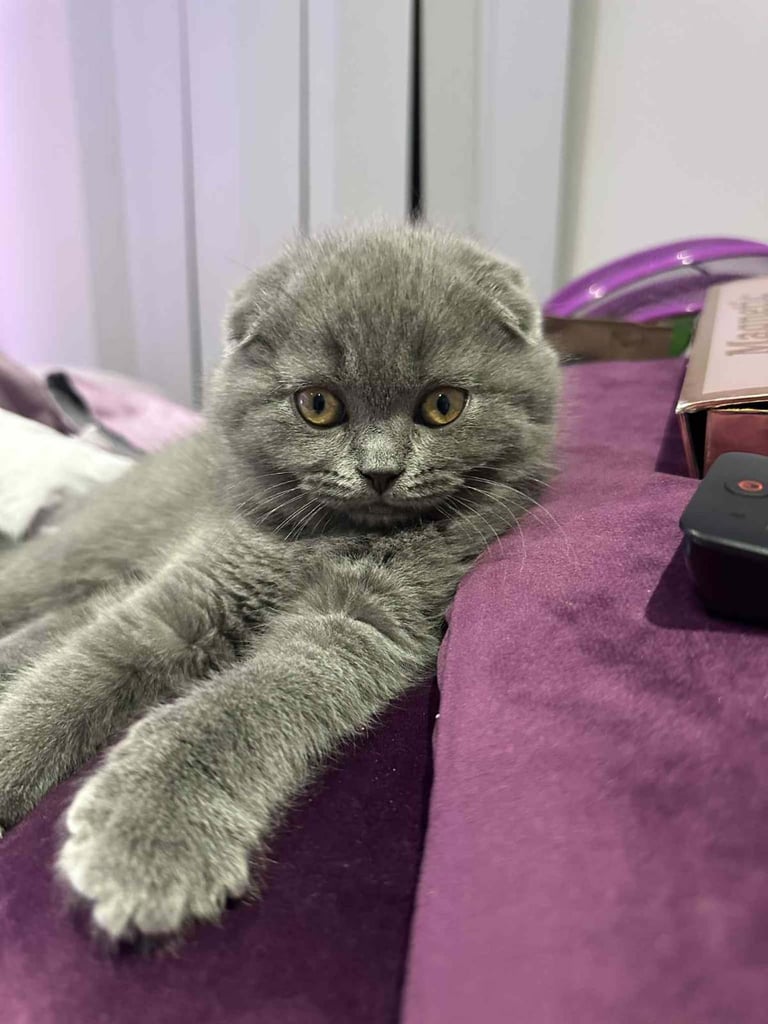 1 female kitten left