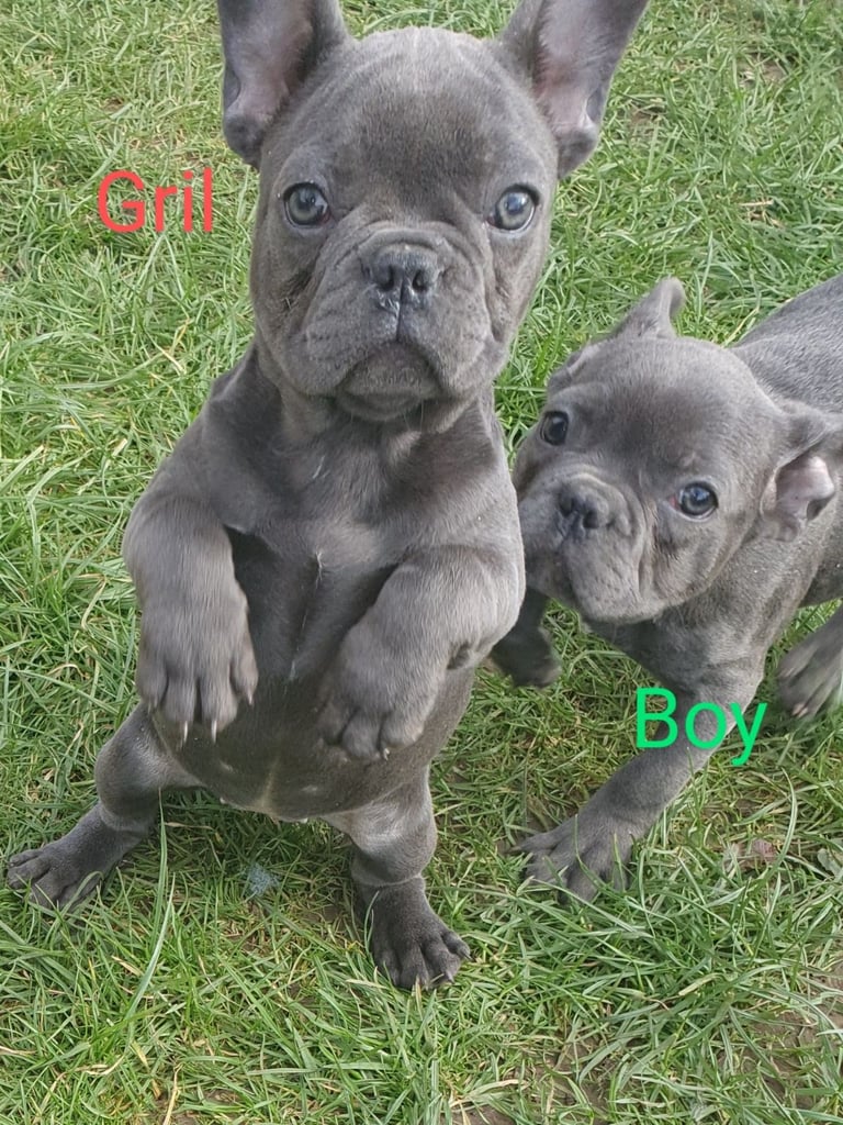 French Bulldog  blue1 girl puppies 
