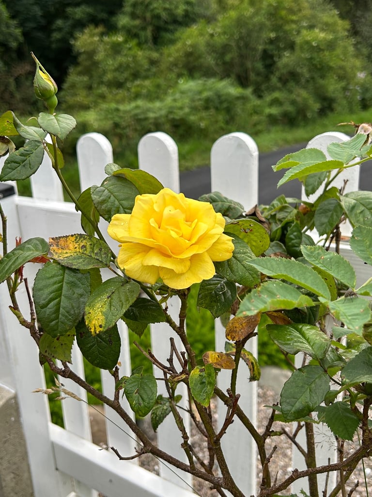 Advanced Higher Biology Higher National 5 tutor