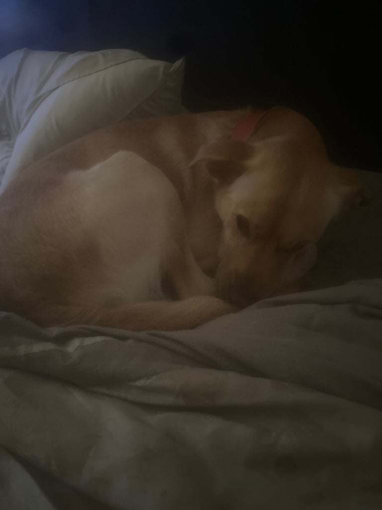 Lab cross
