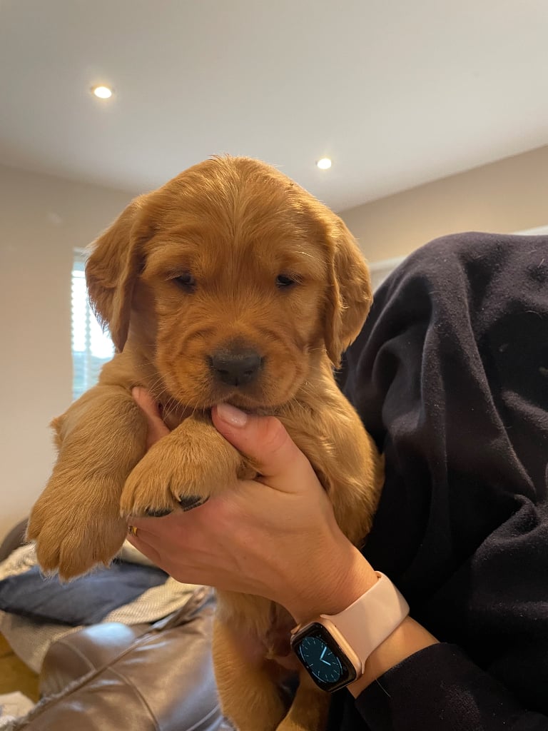 Golden retriever puppies discount for sale gumtree