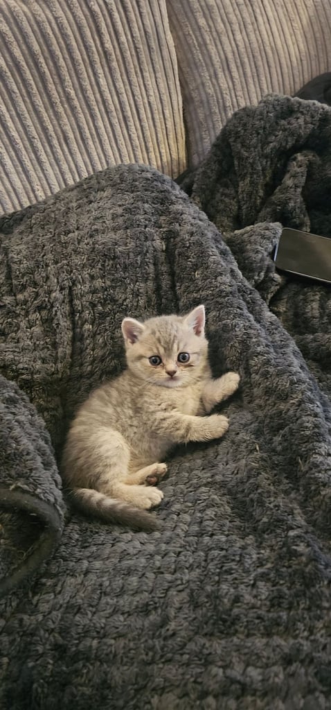🐱 Gorgeous Persian × British Shorthair Kittens – Ready Soon 🐱