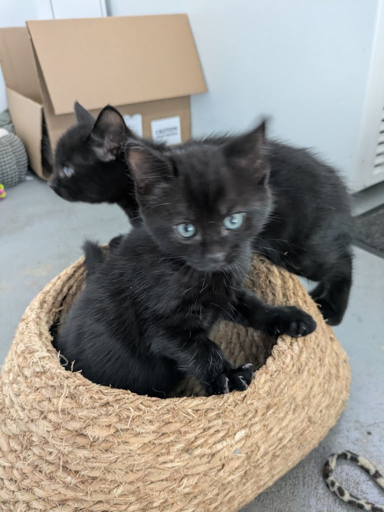 image for 5 black kittens for sale xx