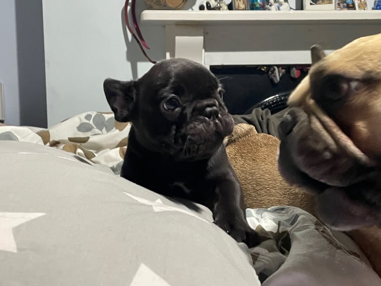 French bulldog pups