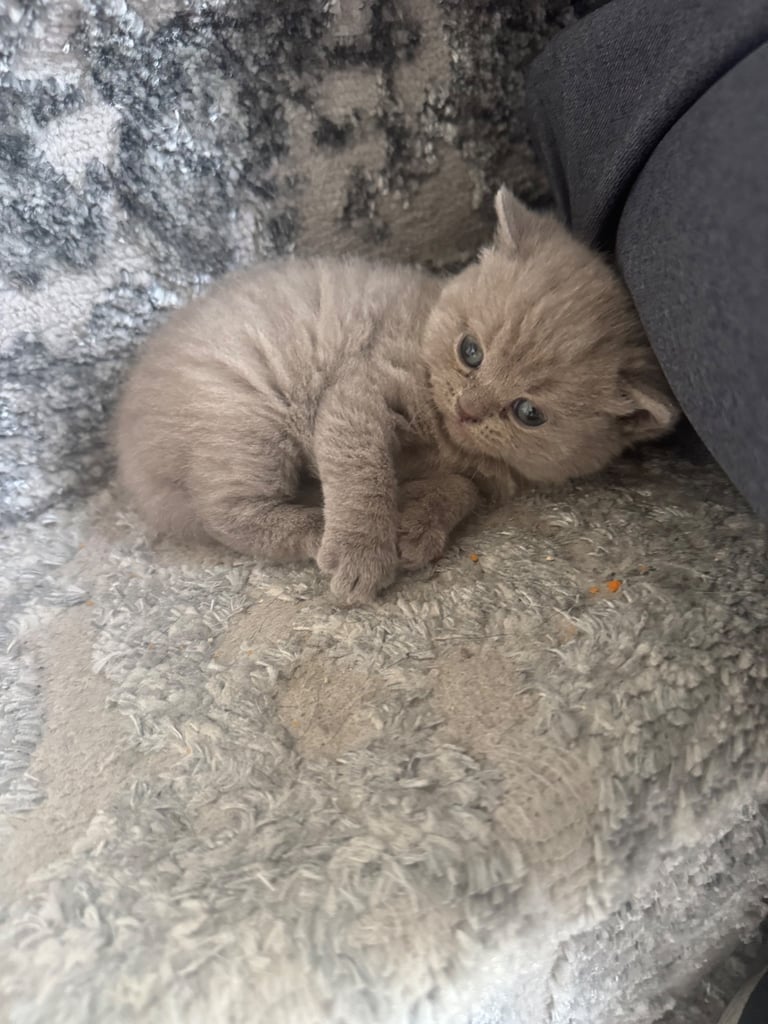 British shorthair kittens 