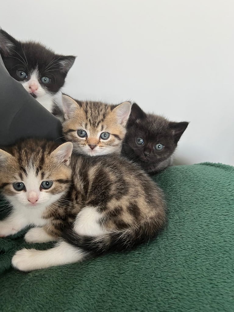 Kittens 