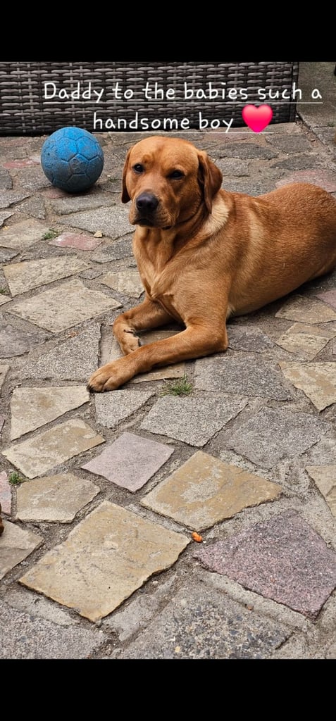 6 pedigree Beautiful labrador puppies 