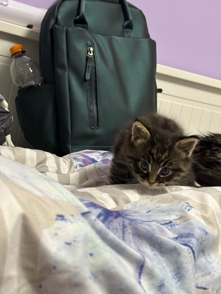 Ragdoll-Maincoon mix kittens